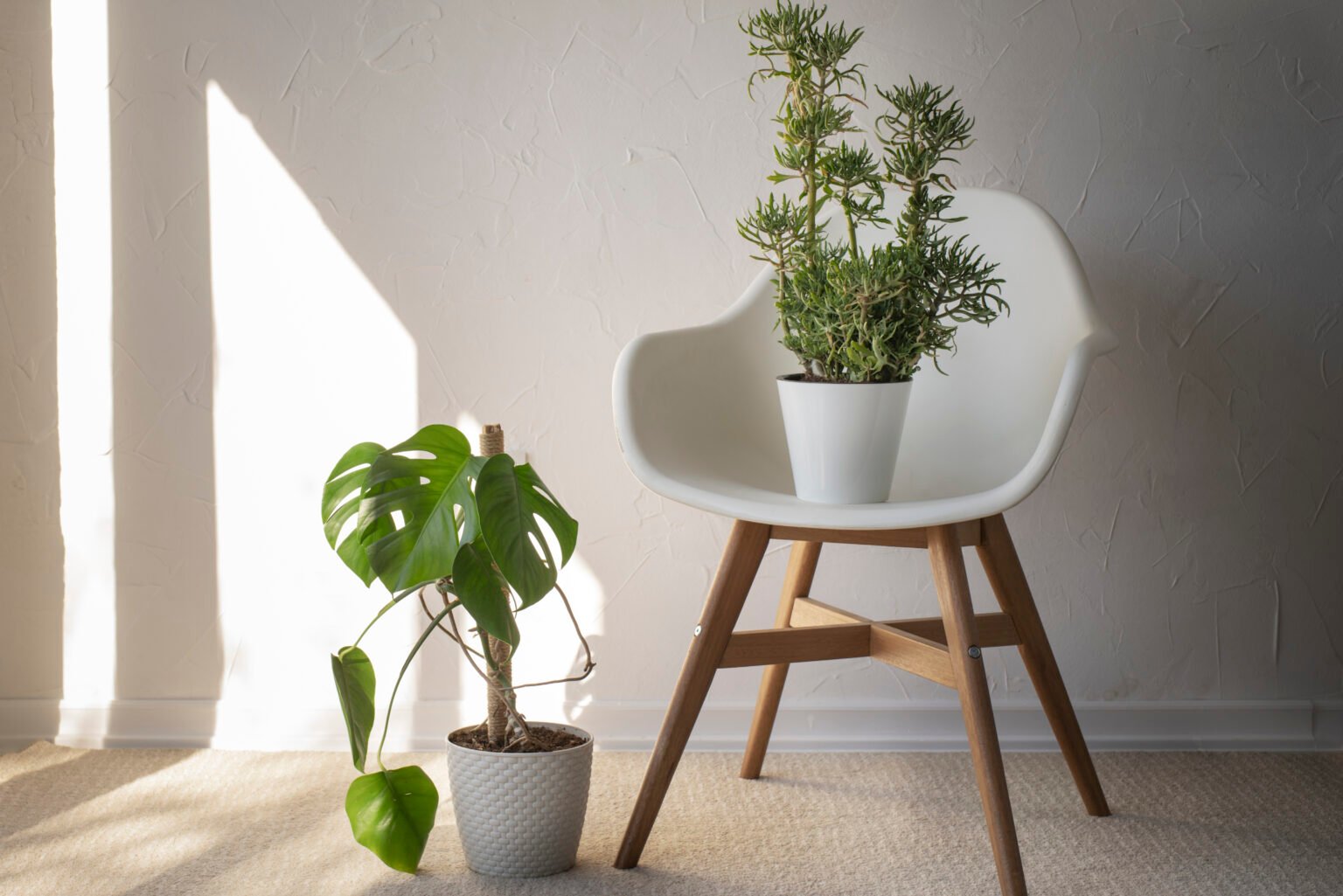White chair with timber legs and potted plants in natural light